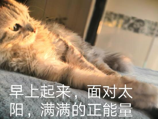 快给我变！近未来RPG手游《猫之城》5.28开测，哪种情绪让你畅快而战？