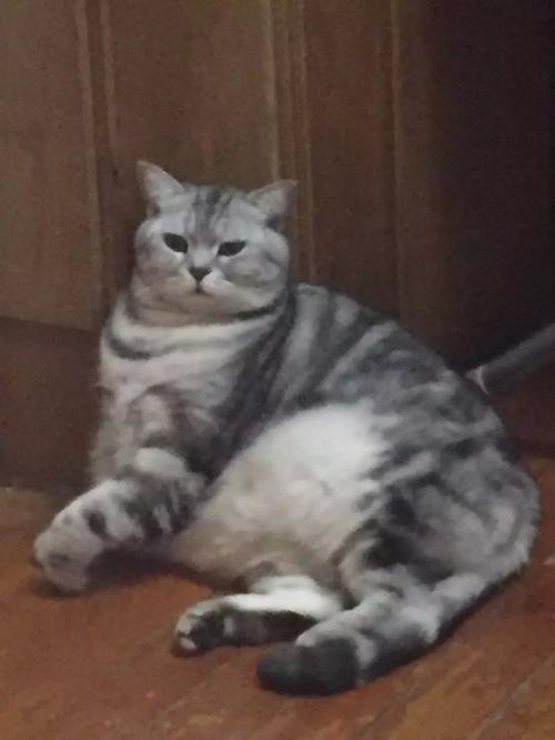 快给我变！近未来RPG手游《猫之城》5.28开测，哪种情绪让你畅快而战？
