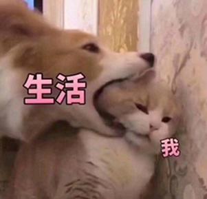 快给我变！近未来RPG手游《猫之城》5.28开测，哪种情绪让你畅快而战？