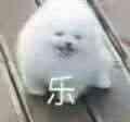 《萌犬糖果的心愿》：手把手教你成为圆梦师！