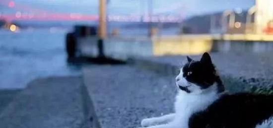 猫猫拟人天下无敌！近未来都市幻想RPG《猫之城》12.10开启删档测试