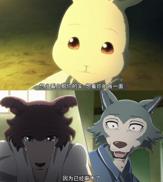 《动物狂想曲》第2季将于1月6日开播，狼兔白学动漫版能扳回一城吗？