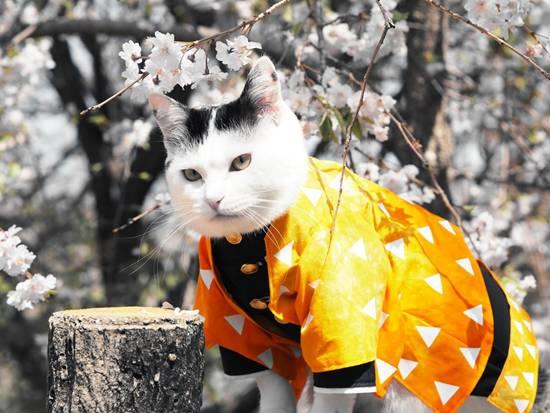 一波《鬼灭之刃》性感猫片，在线COS点击就看！