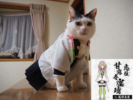 一波《鬼灭之刃》性感猫片，在线COS点击就看！