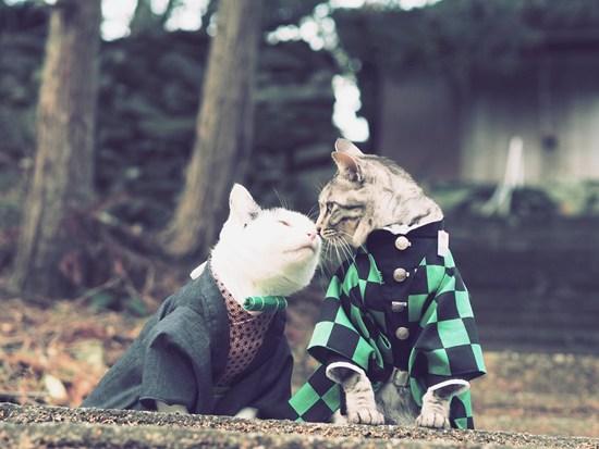 一波《鬼灭之刃》性感猫片，在线COS点击就看！