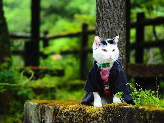 一波《鬼灭之刃》性感猫片，在线COS点击就看！