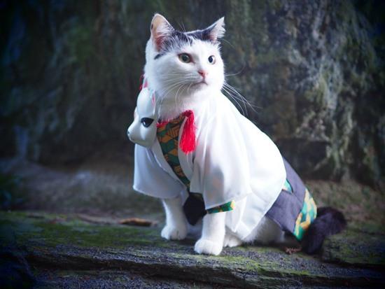 一波《鬼灭之刃》性感猫片，在线COS点击就看！