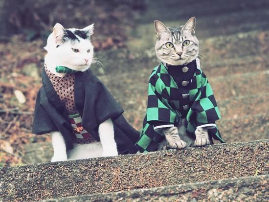 一波《鬼灭之刃》性感猫片，在线COS点击就看！