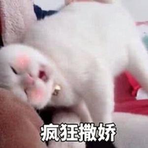 一波《鬼灭之刃》性感猫片，在线COS点击就看！