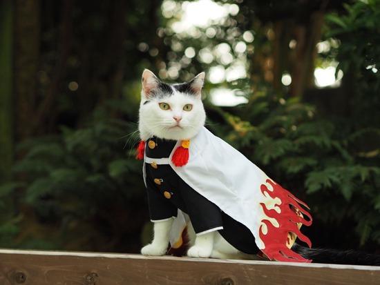 一波《鬼灭之刃》性感猫片，在线COS点击就看！