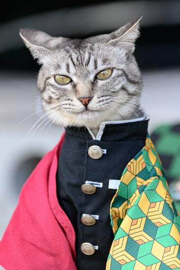 一波《鬼灭之刃》性感猫片，在线COS点击就看！