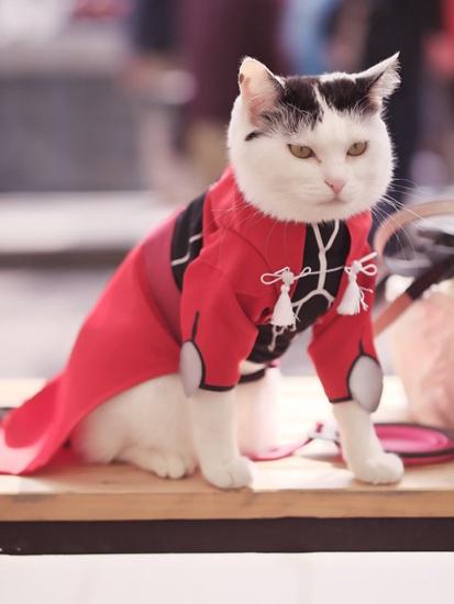 一波《鬼灭之刃》性感猫片，在线COS点击就看！