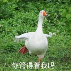 国风自由探索RPG《长安幻世绘》，寻访妖灵演大唐志怪之说